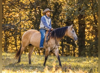 American Quarter Horse, Wallach, 5 Jahre, 15 hh, Falbe