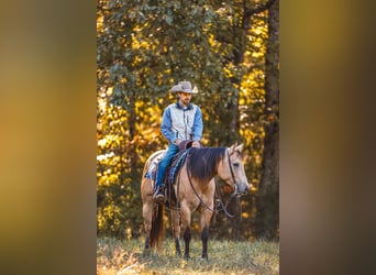 American Quarter Horse, Wallach, 5 Jahre, 15 hh, Falbe