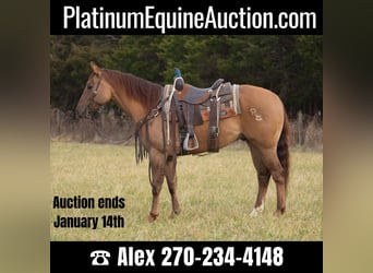 American Quarter Horse, Gelding, 5 years, 15 hh, Dun