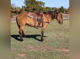 American Quarter Horse, Gelding, 5 years, 15 hh, Dun