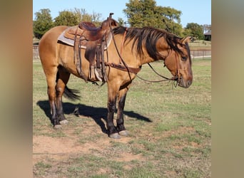 American Quarter Horse, Gelding, 5 years, 15 hh, Dun