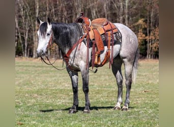 American Quarter Horse, Gelding, 5 years, 15 hh, Gray
