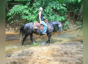 American Quarter Horse, Gelding, 5 years, 15 hh, Grey