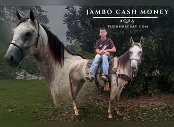American Quarter Horse, Gelding, 5 years, 15 hh, Grey