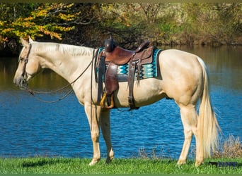American Quarter Horse, Gelding, 5 years, 15 hh, Palomino