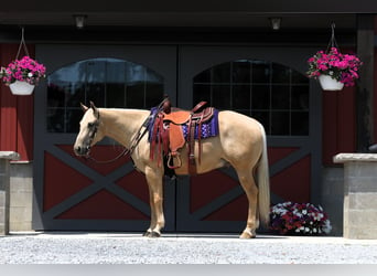 American Quarter Horse, Gelding, 5 years, 15 hh, Palomino