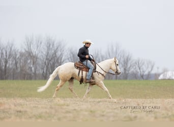 American Quarter Horse, Gelding, 5 years, 15 hh, Palomino