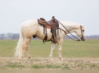 American Quarter Horse, Gelding, 5 years, 15 hh, Palomino