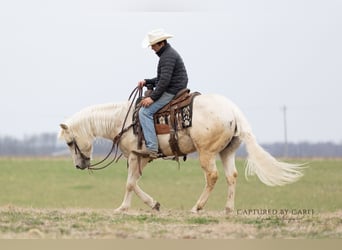 American Quarter Horse, Gelding, 5 years, 15 hh, Palomino