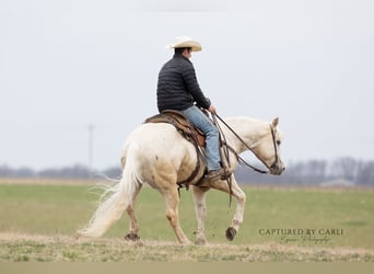 American Quarter Horse, Gelding, 5 years, 15 hh, Palomino