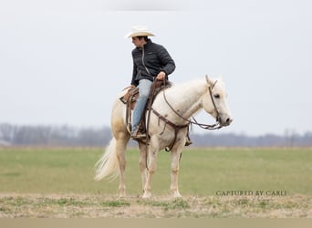 American Quarter Horse, Gelding, 5 years, 15 hh, Palomino