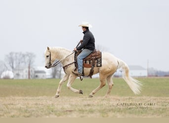 American Quarter Horse, Gelding, 5 years, 15 hh, Palomino