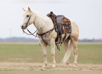 American Quarter Horse, Gelding, 5 years, 15 hh, Palomino