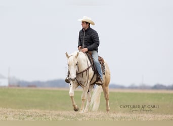 American Quarter Horse, Gelding, 5 years, 15 hh, Palomino