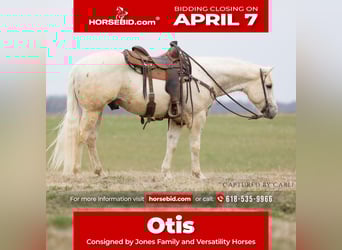 American Quarter Horse, Gelding, 5 years, 15 hh, Palomino