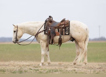 American Quarter Horse, Gelding, 5 years, 15 hh, Palomino
