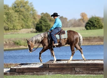American Quarter Horse, Gelding, 5 years, 15 hh, Palomino