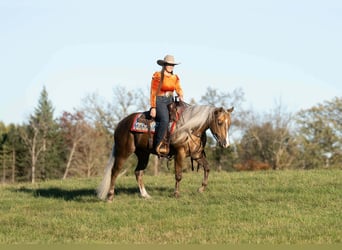 American Quarter Horse, Gelding, 5 years, 15 hh, Palomino