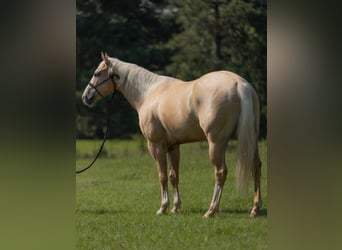 American Quarter Horse, Gelding, 5 years, 15 hh, Palomino
