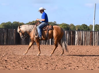 American Quarter Horse, Gelding, 5 years, 15 hh, Palomino