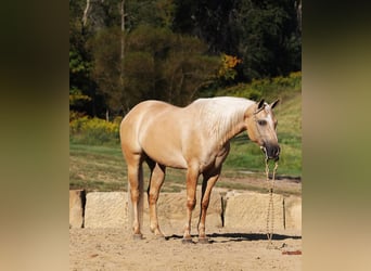 American Quarter Horse, Gelding, 5 years, 15 hh, Palomino