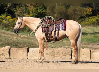 American Quarter Horse, Gelding, 5 years, 15 hh, Palomino