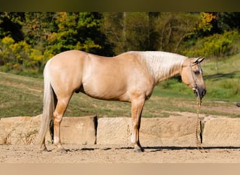 American Quarter Horse, Gelding, 5 years, 15 hh, Palomino