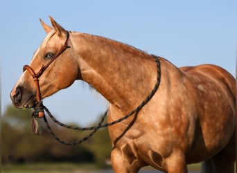 American Quarter Horse, Gelding, 5 years, 15 hh, Palomino