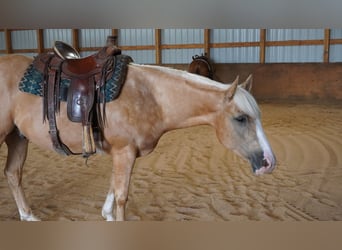 American Quarter Horse, Gelding, 5 years, 15 hh, Palomino