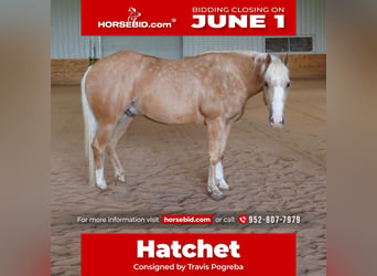 American Quarter Horse, Gelding, 5 years, 15 hh, Palomino
