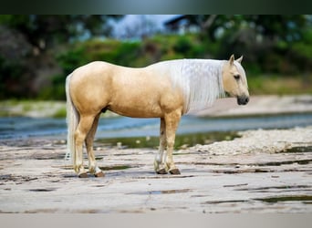 American Quarter Horse, Gelding, 5 years, 15 hh, Palomino