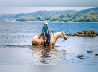 American Quarter Horse, Gelding, 5 years, 15 hh, Palomino