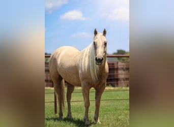 American Quarter Horse, Gelding, 5 years, 15 hh, Palomino