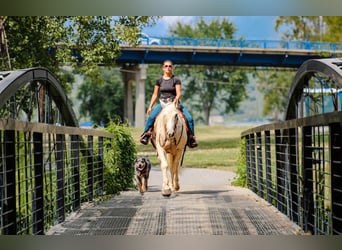 American Quarter Horse, Gelding, 5 years, 15 hh, Palomino