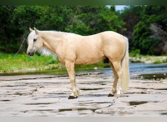 American Quarter Horse, Gelding, 5 years, 15 hh, Palomino