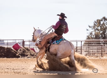 American Quarter Horse, Gelding, 5 years, 15 hh, Palomino