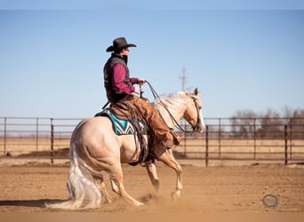 American Quarter Horse, Gelding, 5 years, 15 hh, Palomino