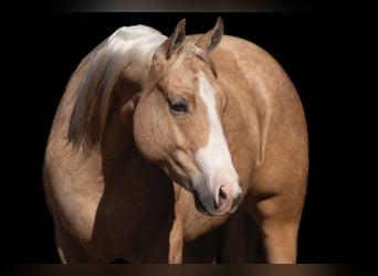 American Quarter Horse, Gelding, 5 years, 15 hh, Palomino