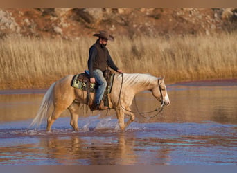 American Quarter Horse, Gelding, 5 years, 15 hh, Palomino