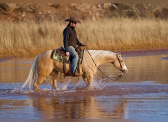 American Quarter Horse, Gelding, 5 years, 15 hh, Palomino