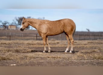 American Quarter Horse, Gelding, 5 years, 15 hh, Palomino