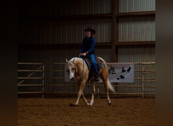 American Quarter Horse, Gelding, 5 years, 15 hh, Palomino