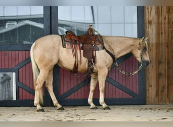 American Quarter Horse, Gelding, 5 years, 15 hh, Palomino
