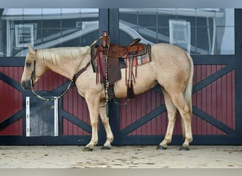 American Quarter Horse, Gelding, 5 years, 15 hh, Palomino