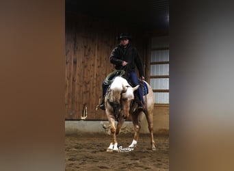 American Quarter Horse, Gelding, 5 years, 15 hh, Palomino