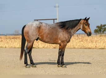 American Quarter Horse, Gelding, 5 years, 15 hh