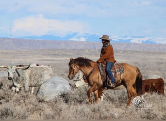 American Quarter Horse, Gelding, 5 years, 15 hh, Red Dun