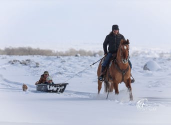 American Quarter Horse, Gelding, 5 years, 15 hh, Red Dun