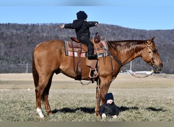 American Quarter Horse, Gelding, 5 years, 15 hh, Red Dun