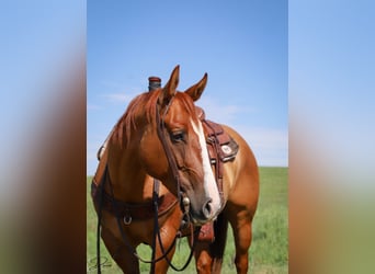 American Quarter Horse, Gelding, 5 years, 15 hh, Red Dun